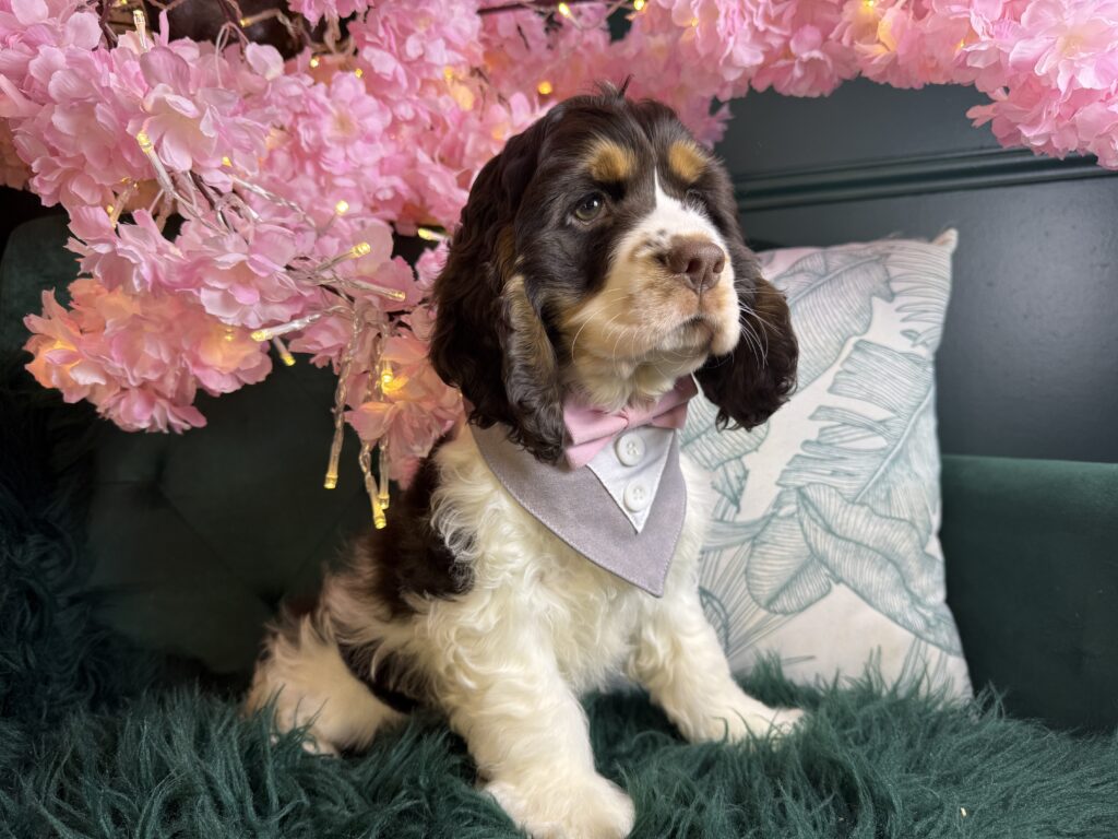 Arlo 4