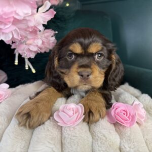 Penelope