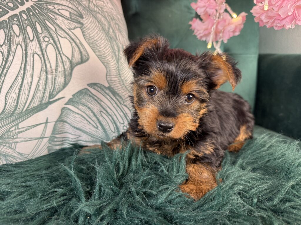 Murphy 4