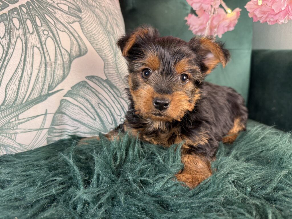 Murphy 2