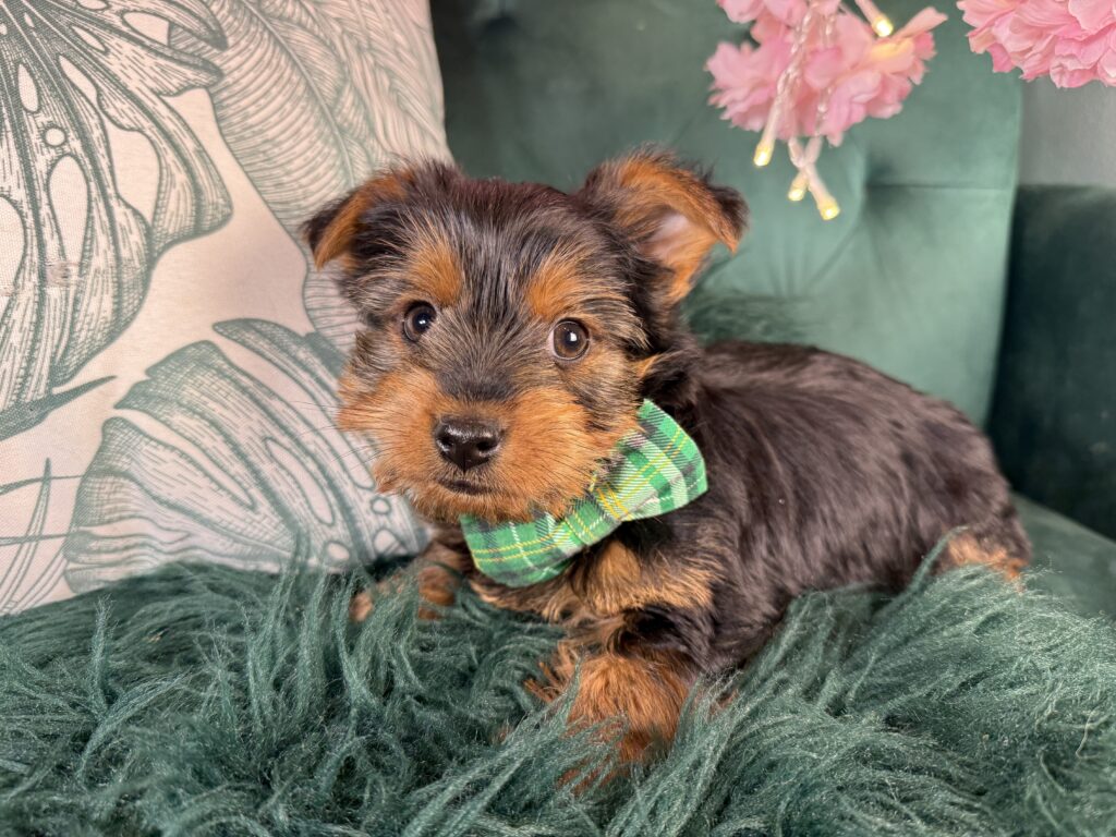 Murphy 3