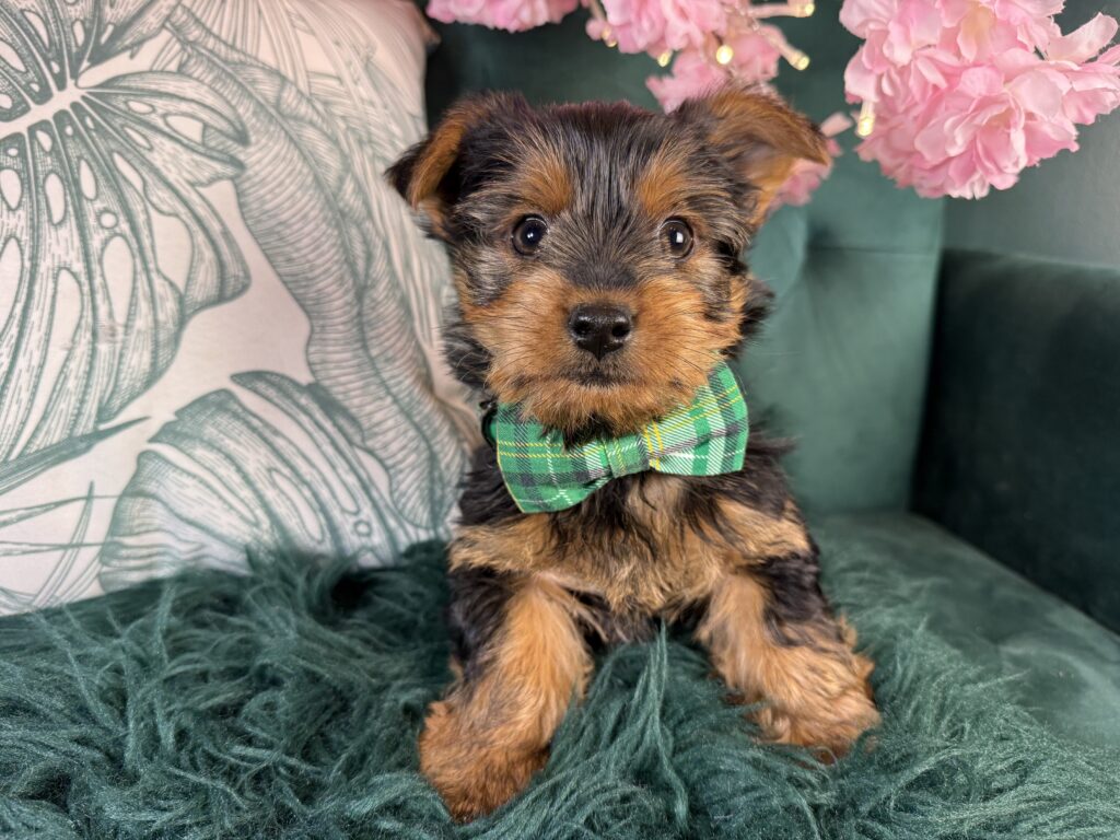 Murphy