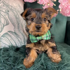 Murphy