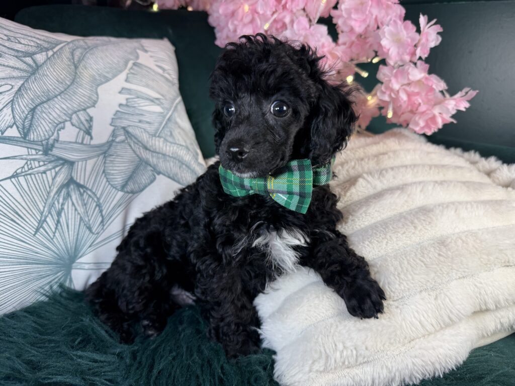 Bentley
