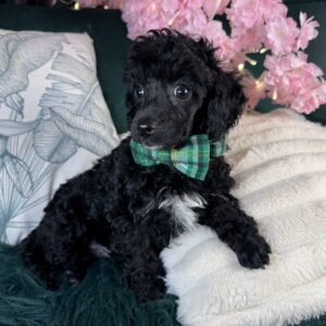 Bentley