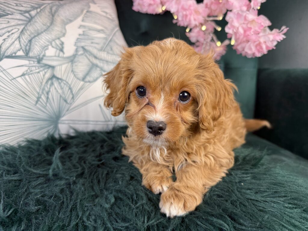 Beau