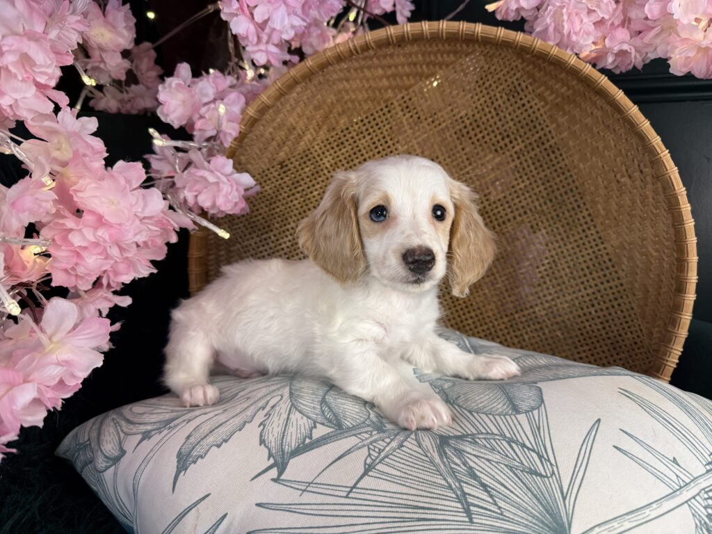 Tucker