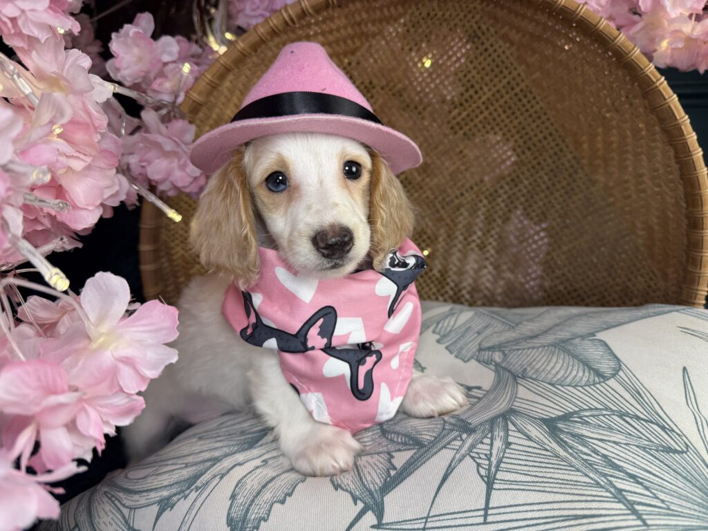 Tucker 2