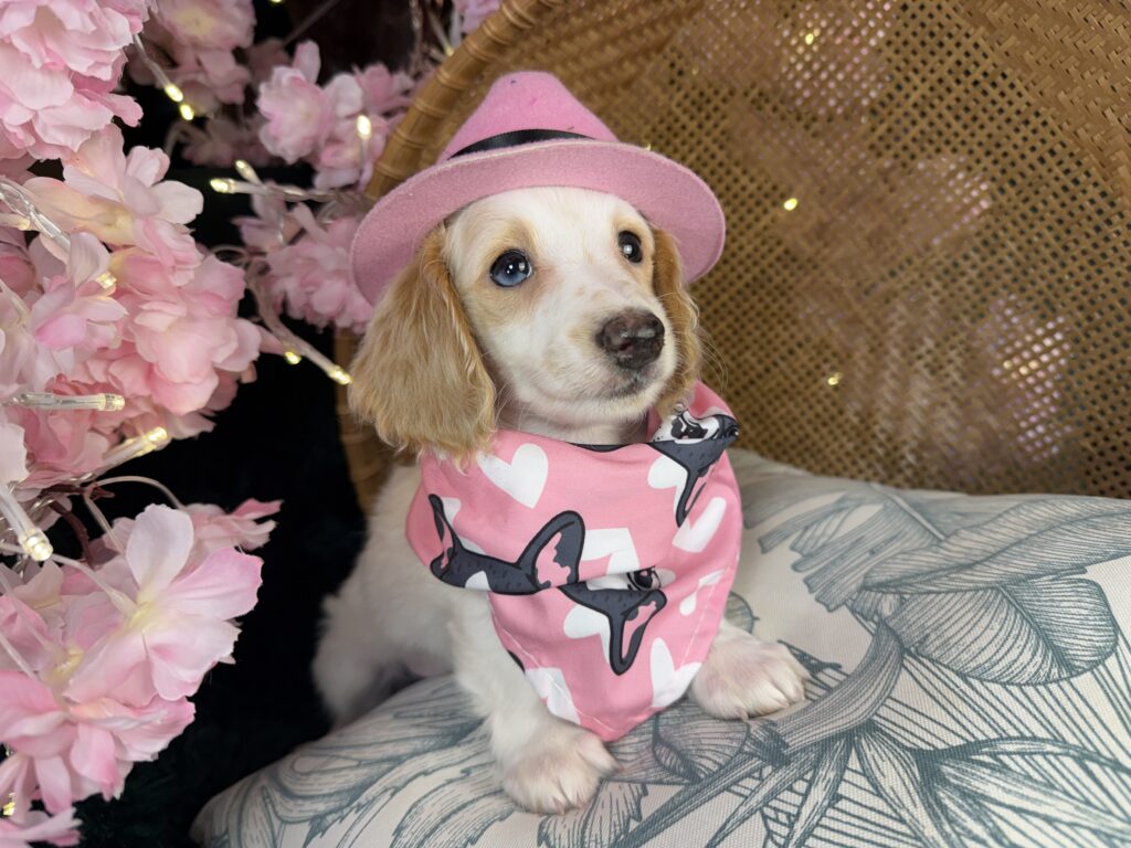 Tucker 3