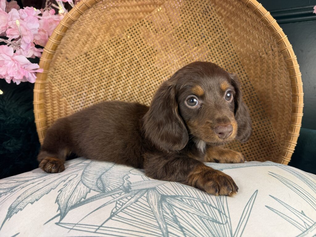 Cooper 3