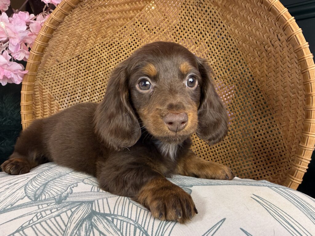 Cooper
