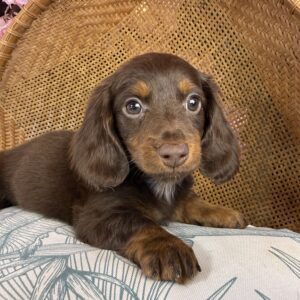 Cooper