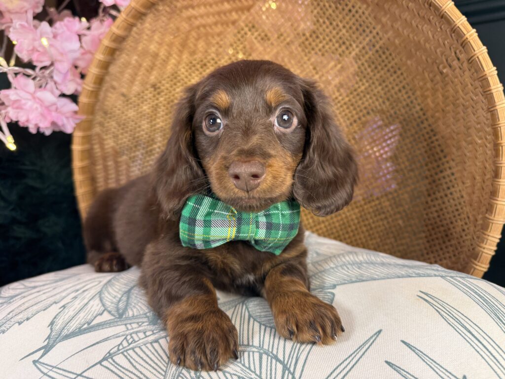 Cooper 2