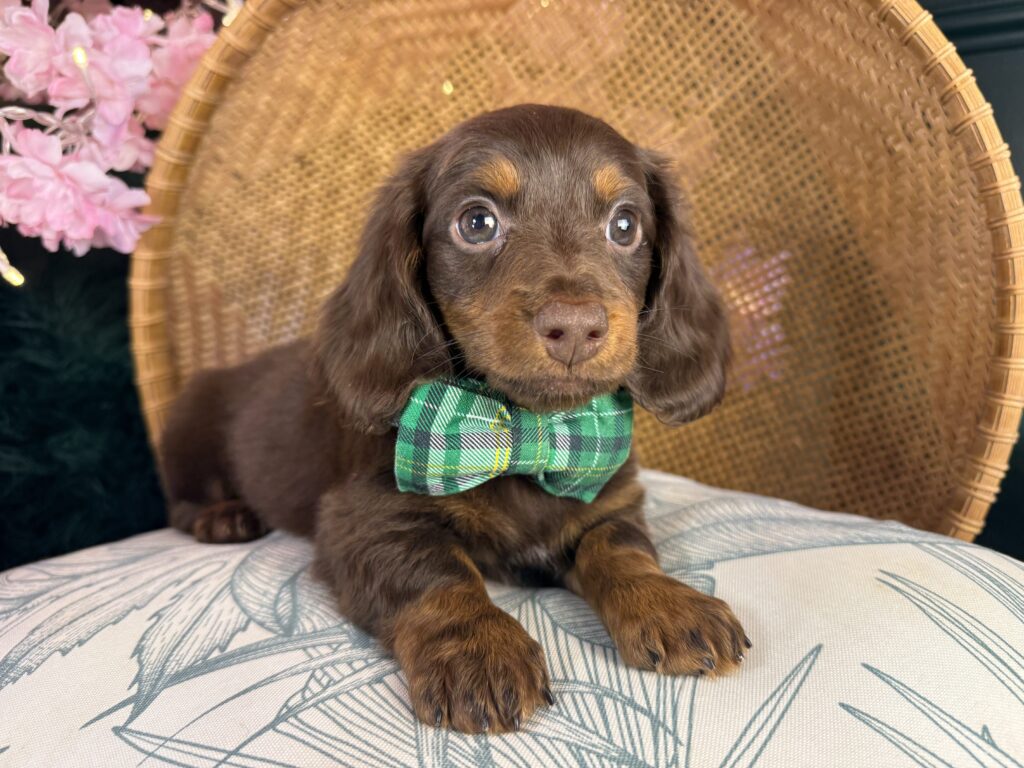 Cooper 4
