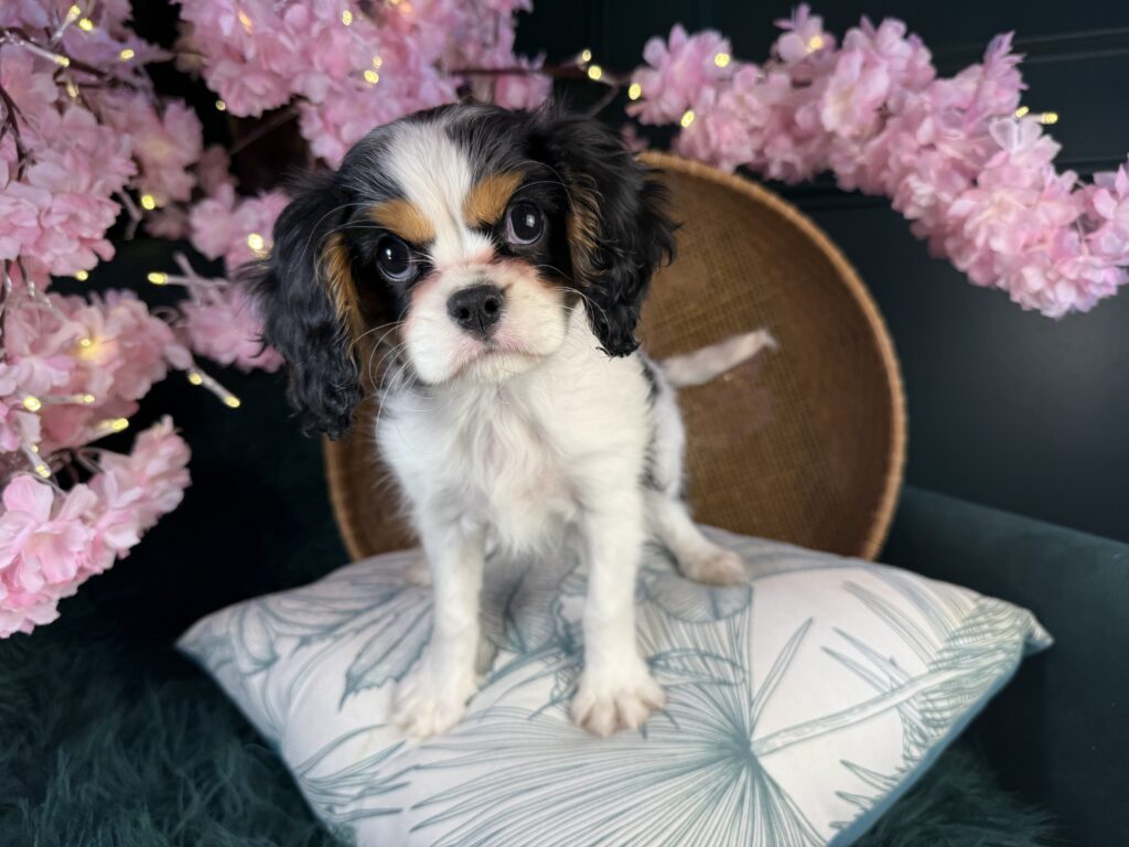 Winston 2