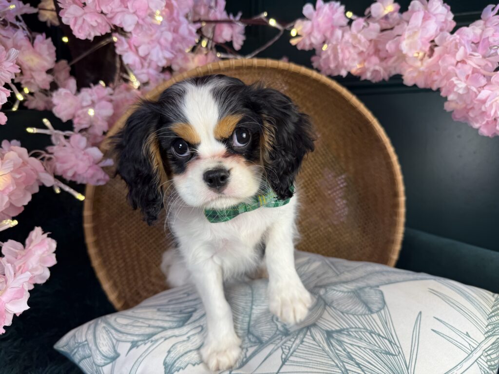 Winston 3
