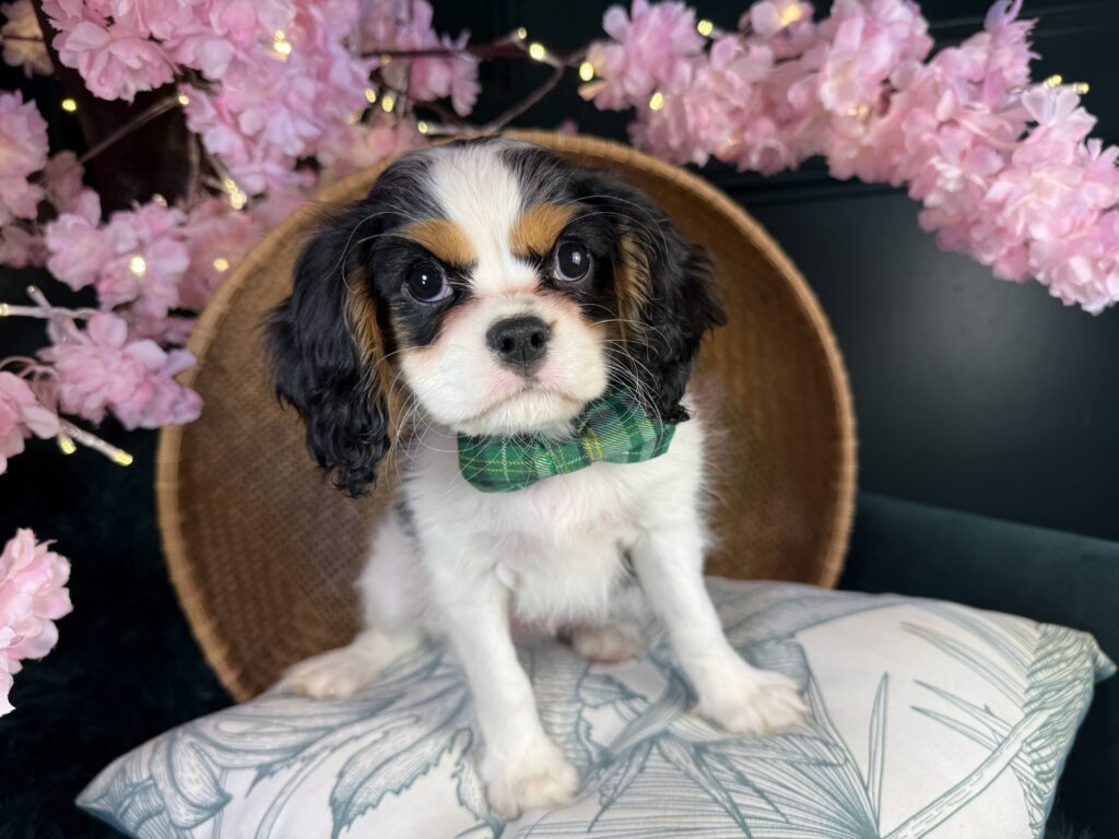 Winston