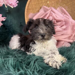 Miniature Schnauzer – 1244