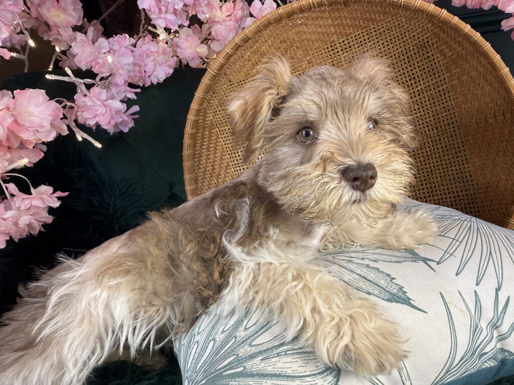 Gus 4