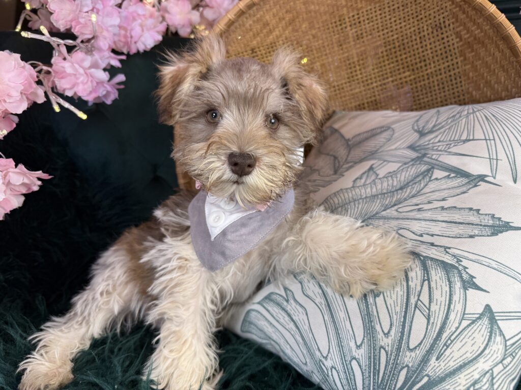 Gus