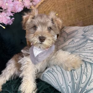 Gus