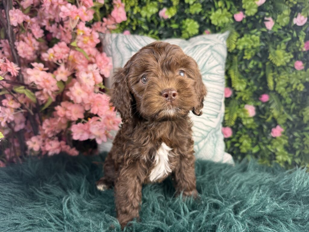 Hudson