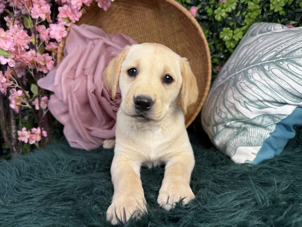 Phoebe 2
