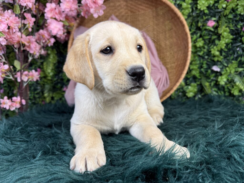 Phoebe 3