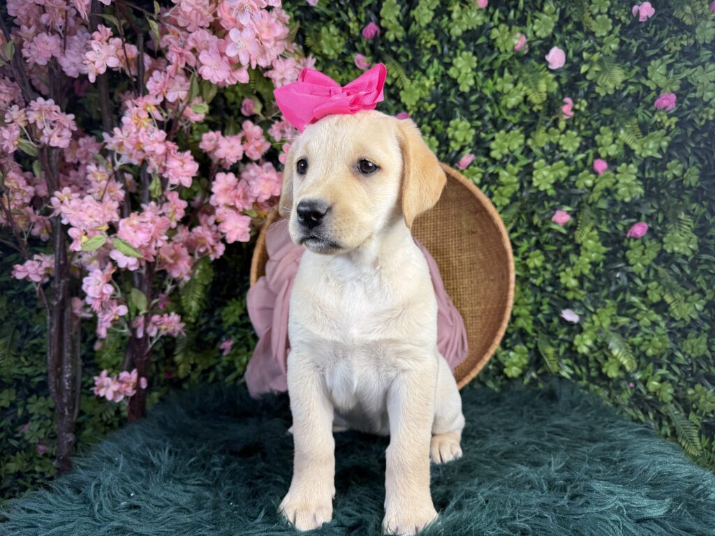 Phoebe 4
