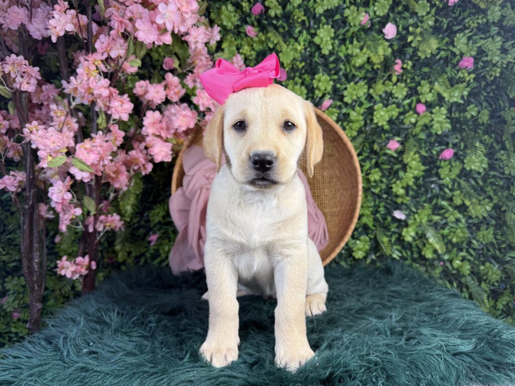 Phoebe
