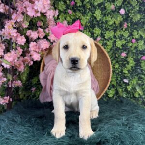 Phoebe