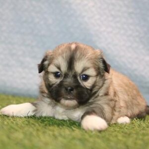 Shih Tzu – 1324