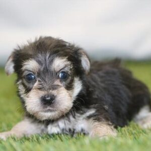 Poodle Toy/Yorkshire Terrier – 1323