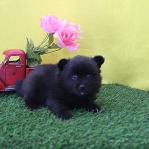 Pomeranian – 1313