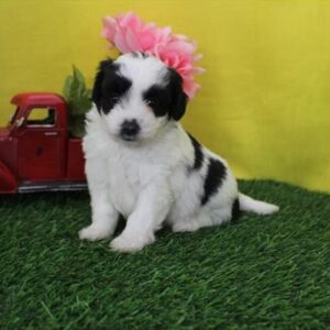 Chihuahua/Poodle – 1314