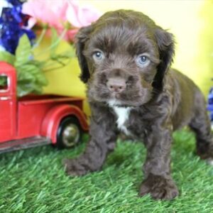 Cocker Spaniel – 1311