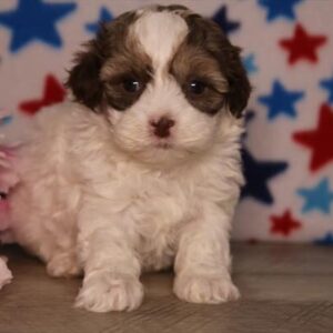 ShihPoo – 1319