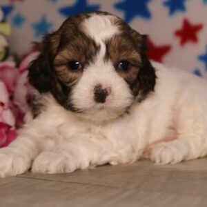 ShihPoo – 1318
