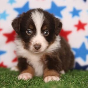 Miniature Australian Shepherd – 1326
