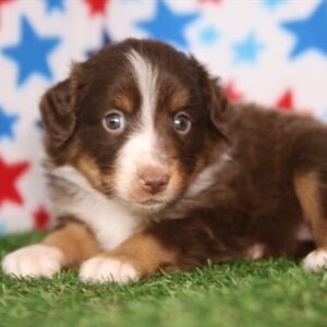 Miniature Australian Shepherd – 1325