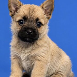 Cairn Terrier – 1320