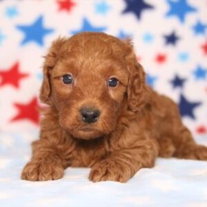 Goldendoodle Mini F1b – 1321