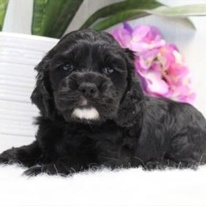 Cocker Spaniel – 1309
