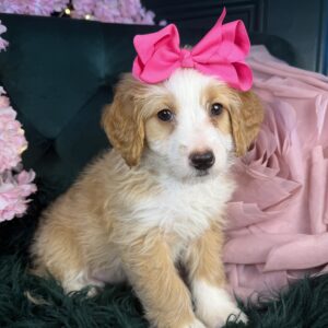 Poodle Moyen/Bernedoodle – 1274