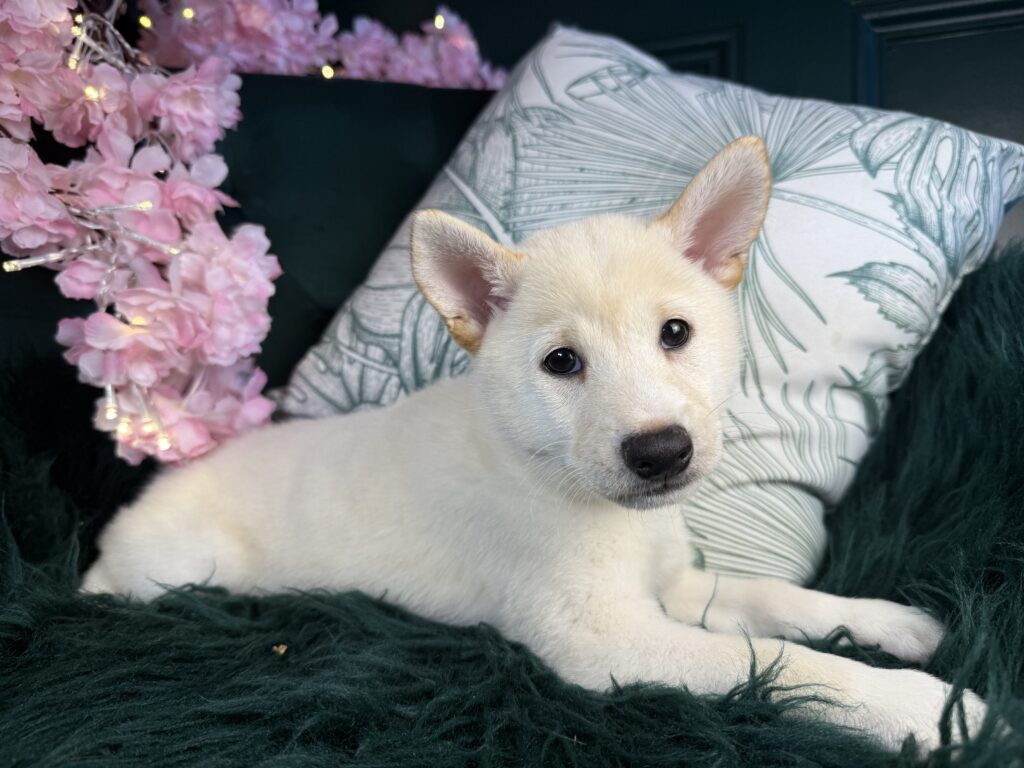 ryder 4