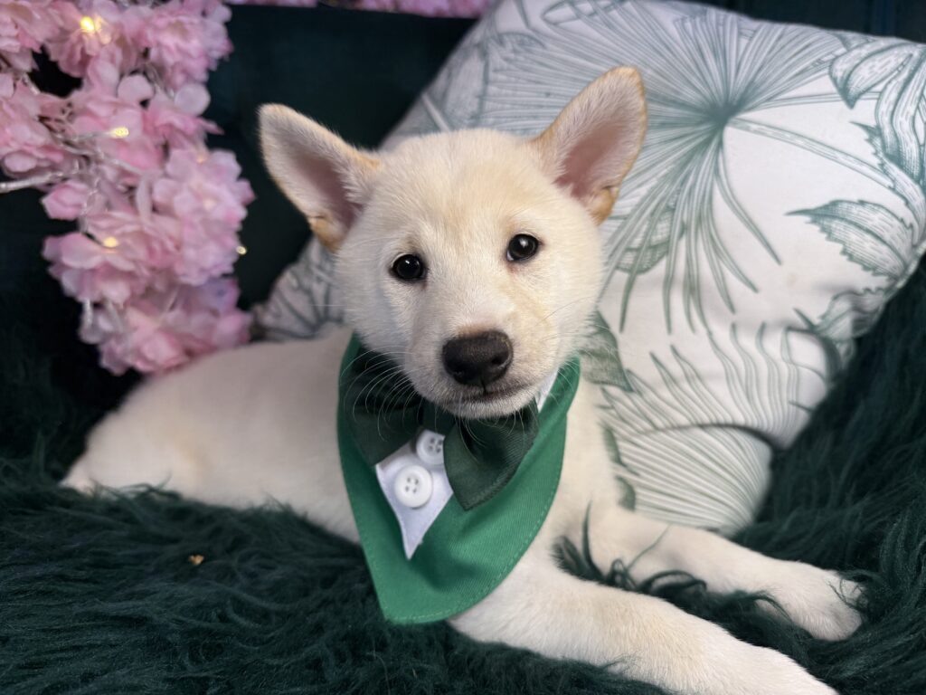 ryder 2