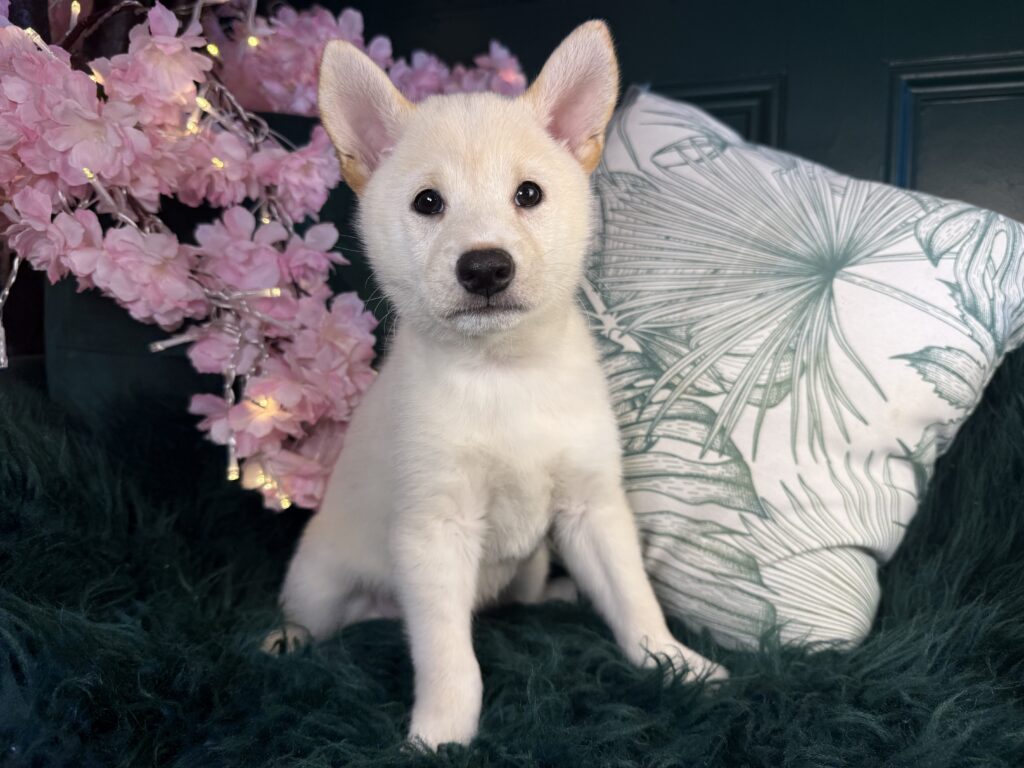 ryder