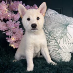 Shiba Inu – 1275