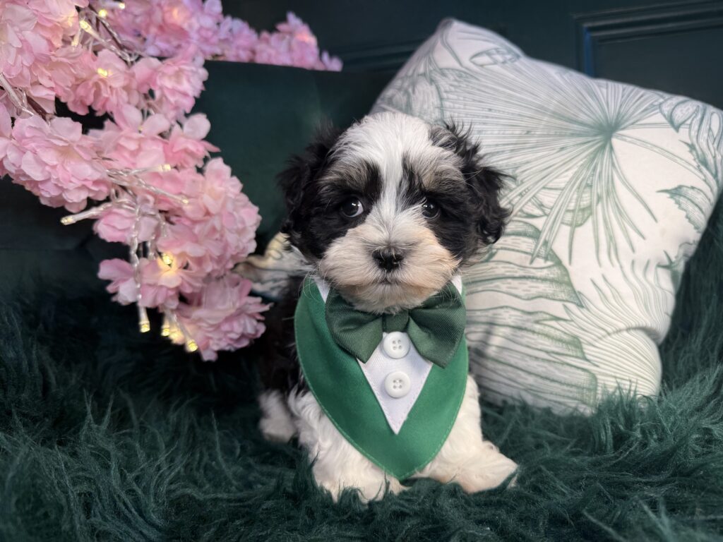 maxwell