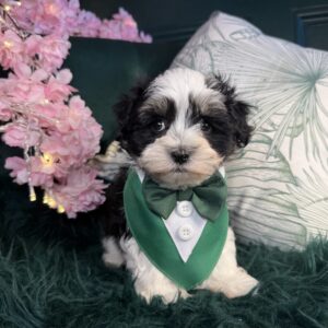 maxwell